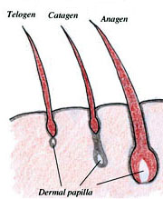 Hair Transplant Manila Philippines by Manzanares Hair Restoration Center